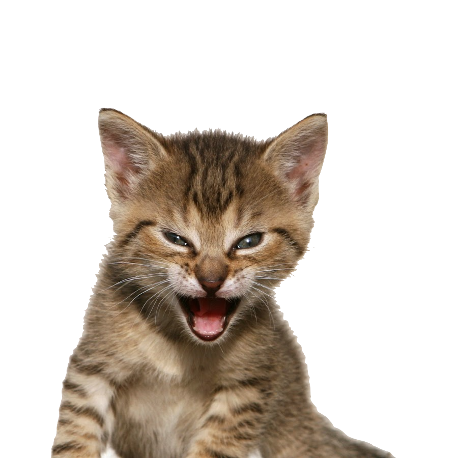 RK_cat_full_size